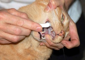 Чистить зубы кошке - устранение неприятного запаха изо рта