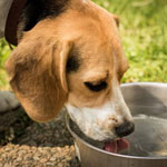 Почему собака пьет много воды