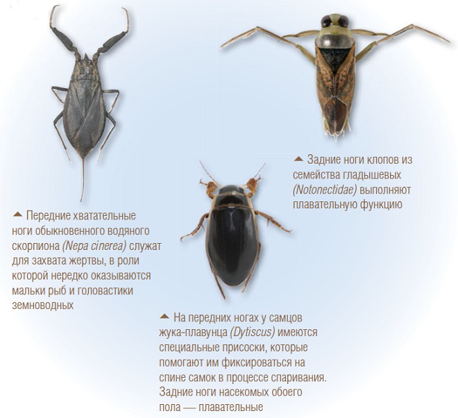 Разнообразие ног у насекомых