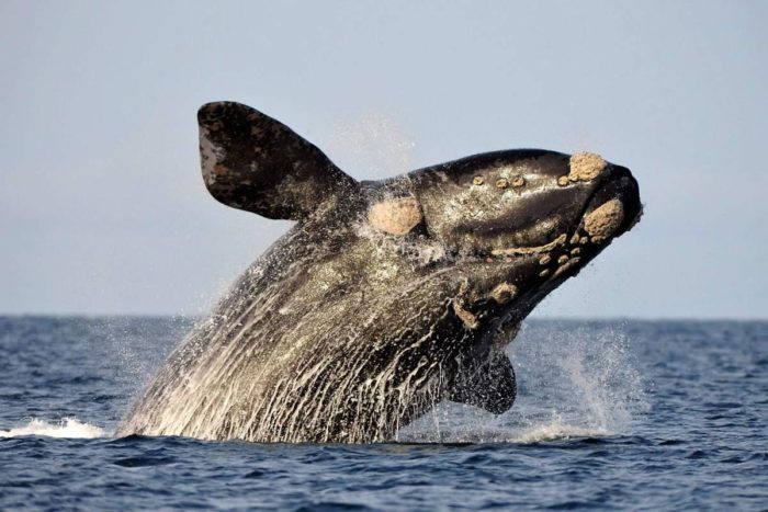 южный кит