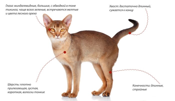 Абиссинская кошка внешние признаки 