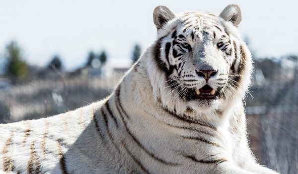 Фото: Белый тигр из Красной книги