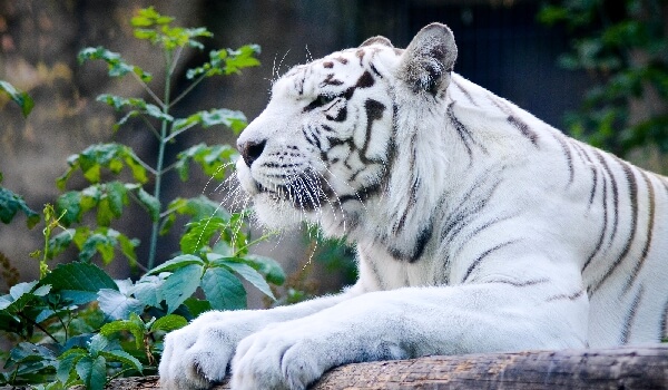 Фото: Белый тигр