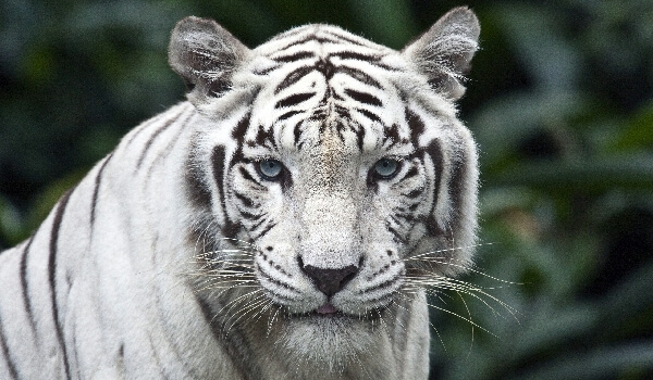 Фото: Животное белый тигр