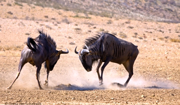 Фото: Африканская антилопа гну