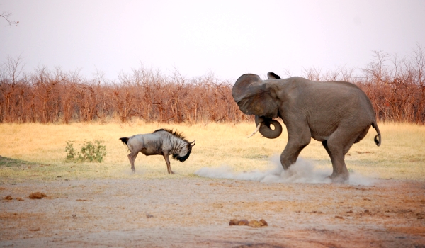 Фото: Антилопа гну и слон