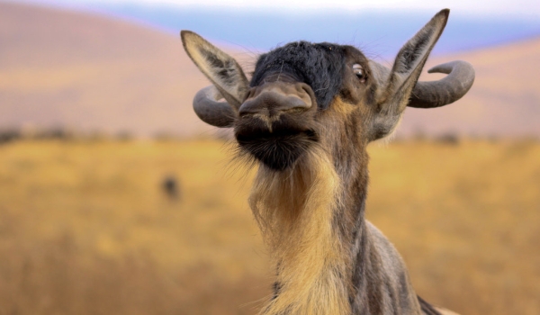 Фото: Животное антилопа гну