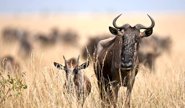 Фото: Детеныш антилопы гну