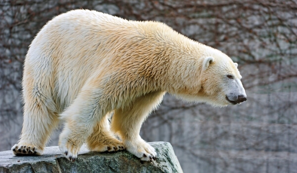 Фото: Животное белый медведь