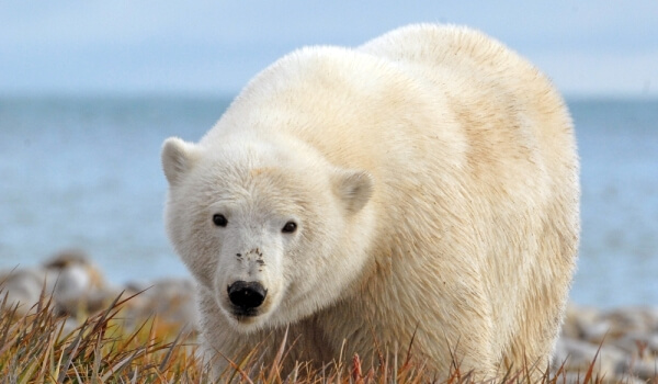 Фото: Белый северный медведь