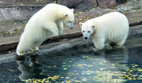 Фото: Белый медведь из Красной книги