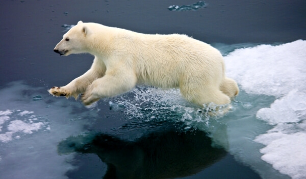 Фото: Большой белый медведь