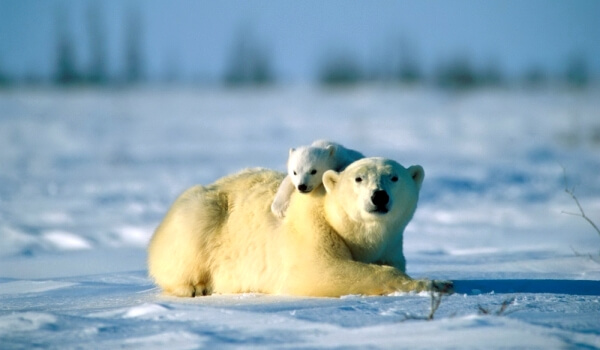 Фото: Сибирский белый медведь