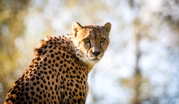 Фото: Животное гепард