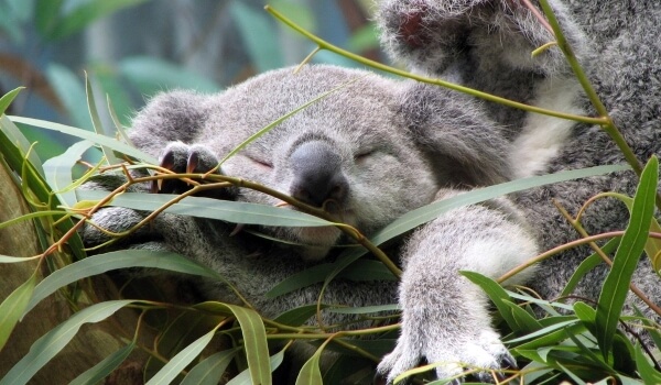 Фото: Австралийская коала