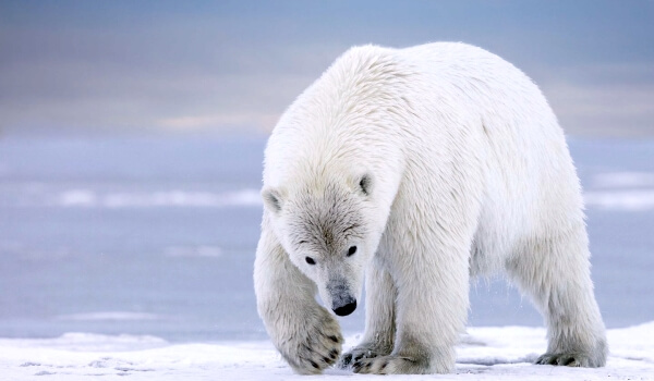 Фото: Гигантский белый медведь