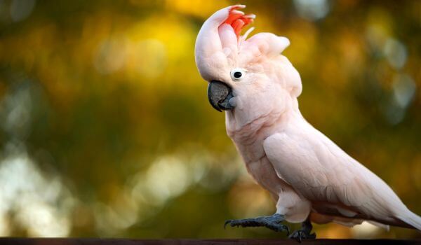 Фото: Розовый попугай какаду
