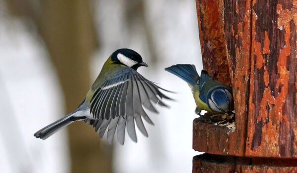 Фото: Птицы синицы