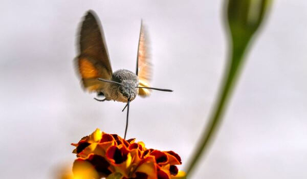 Фото: Бабочка бражник в природе