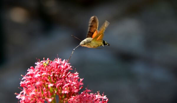 Фото: Бабочка бражник в полете