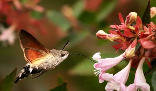 Фото: Бабочка бражник похожая на колибри