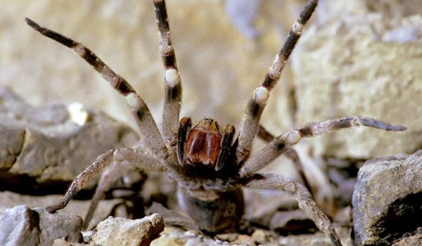 Фото: Ядовитый бразильский странствующий паук