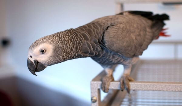 Фото: Домашний попугай жако