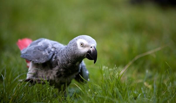 Фото: Попугай жако