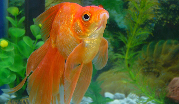 Фото: Золотая рыбка вуалехвост