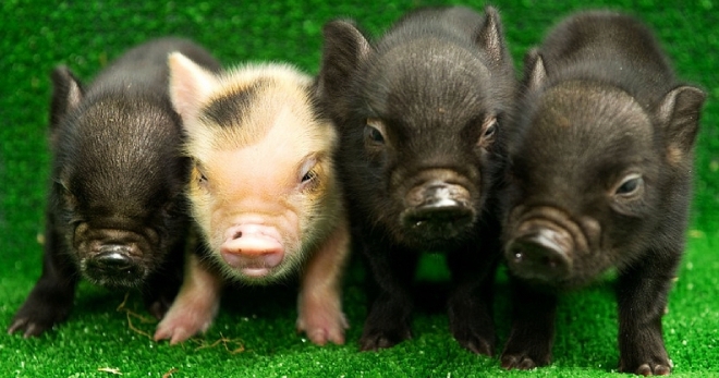 Мини-пиги – как вывели карликовых свиней, плюсы и минусы, правила содержания