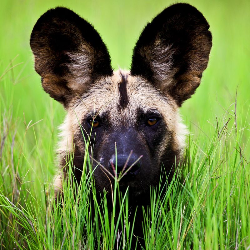 African Wild Dog Extreme Closeup