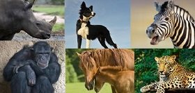 collage of favorite animals