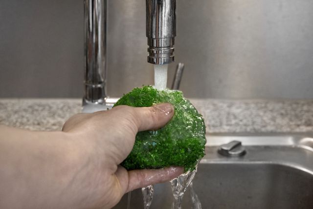 Rinsing off the gel of a plant from tissue culture