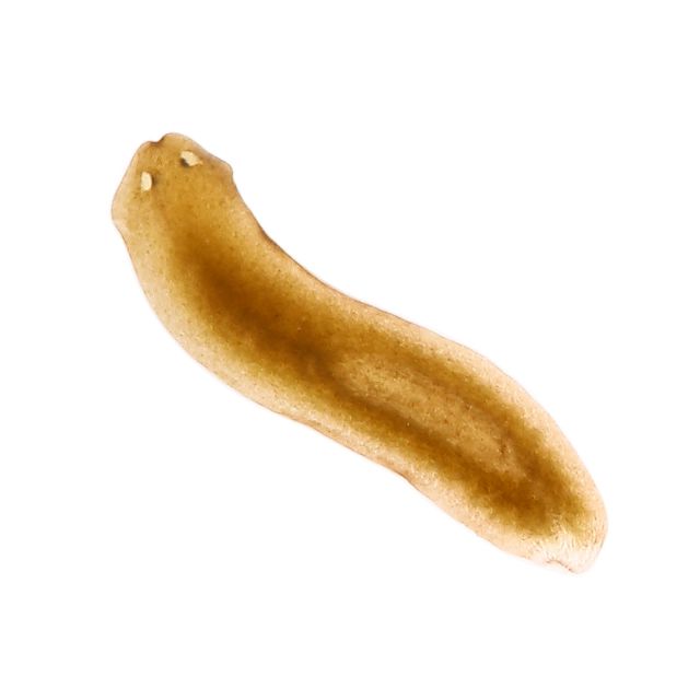 Planaria