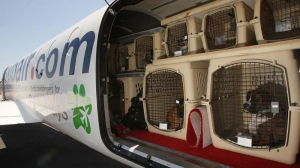 Перевозка собак в самолёте