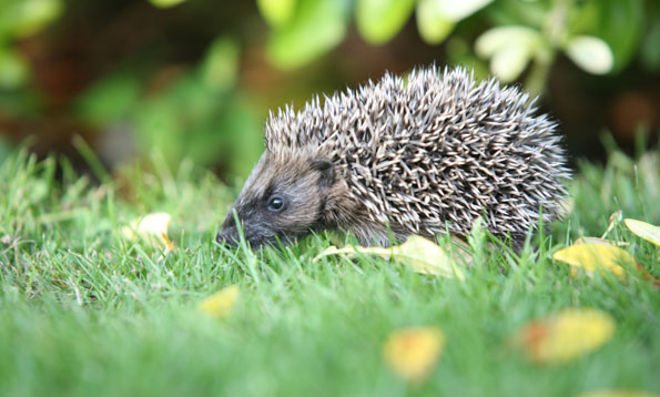 Hedgehog by Steve Heliczer