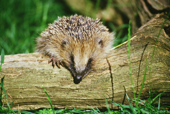 Hedgehog on a log by Steven Oliver