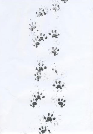 Hedgehog footprints
