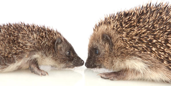 little and large hedgehogs