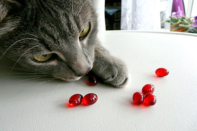 Кошка нюхает таблетки