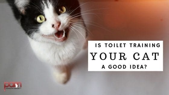 is-toilet-training-your-cat-a-good-idea