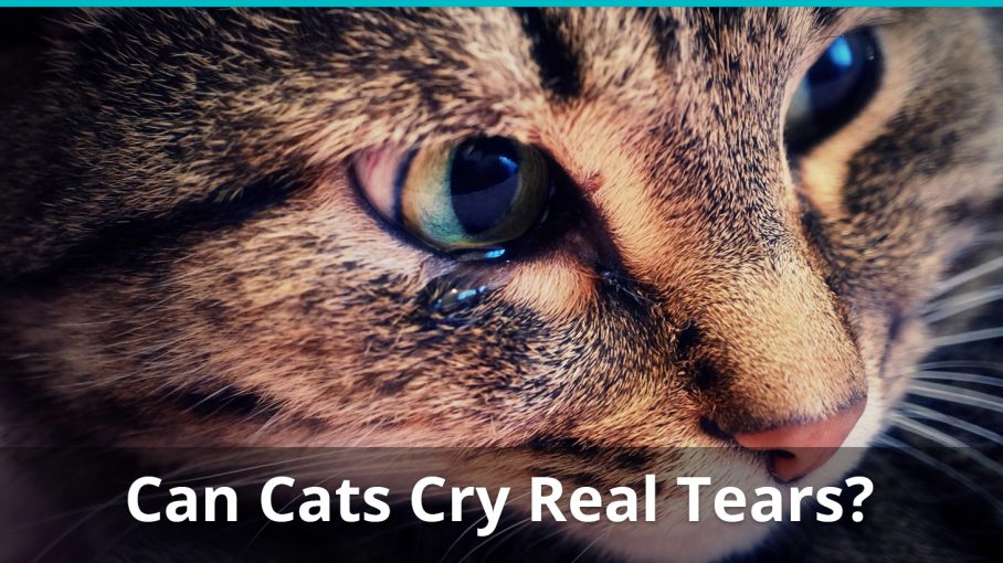 can cats cry tears