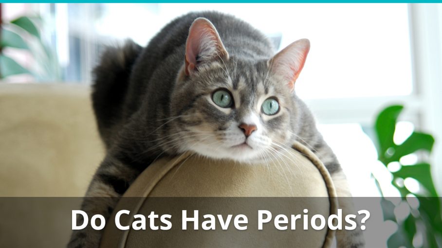 do cats have menstrual periods