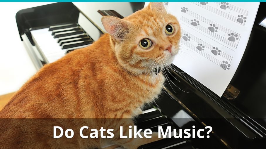 do cats like music