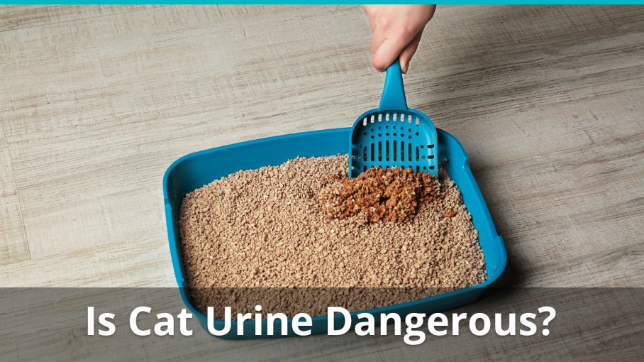 cat urine dangerous