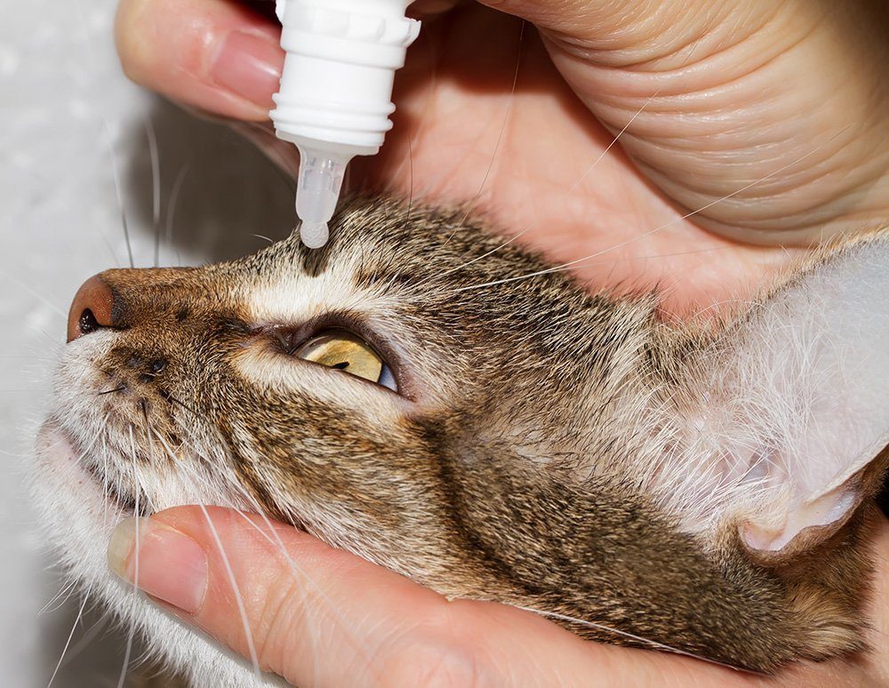 cat getting eye drops for conjunctivitis feline herpesvirus