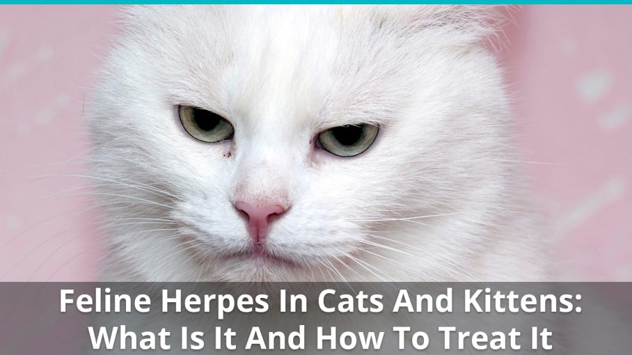 feline herpes cats kittens