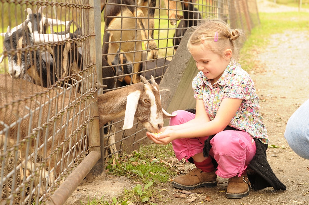 A girl petting a zoo goat