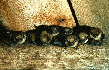 Group of brown bats hanging from a ceiling