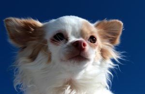 Long-coat Chihuahua not barking